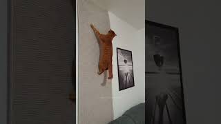 Download lagu Part 52 #funny #cat#ExplorePage mp3 Download lagu Part 52 #funny #cat#ExplorePage mp3