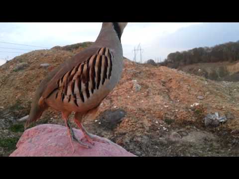 S A R O K  kurdish chukar Kaw