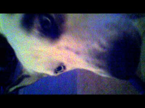 Miacho (our 4 y.o. NAID) getting his teeth brushed