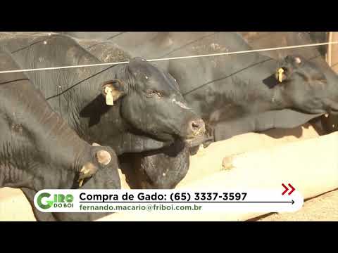 BOIADA CONFINADA ALCANÇA 22 ARROBAS EM MATO GROSSO; CONFIRA