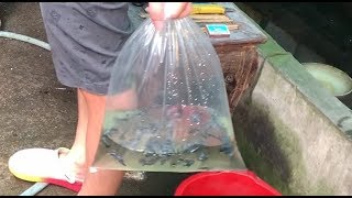 Hướng dẫn tự chế bộ bẫy tóm gọn cả đàn cá tép trong bể thủy sinh