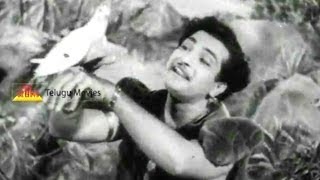 Rechukka - Telugu  Movie Song | NTR, Anjali Devi, ANR