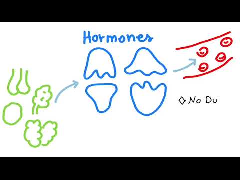 THE ENDOCRINE GLANDS - in Steps