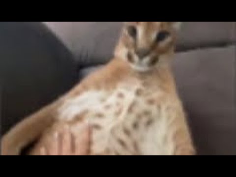 Masters difficulty chart obby Completion (Stage 360)