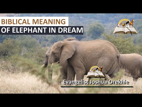 Biblical Meaning of ELEPHANT in Dream - Find Out The Spiritual Meaning