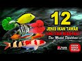 Ikan Hias Yang Kuat Tidak Mudah Mati