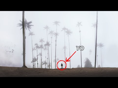 LAS PALMAS MÁS ALTAS Y EXTRAÑAS DEL MUNDO