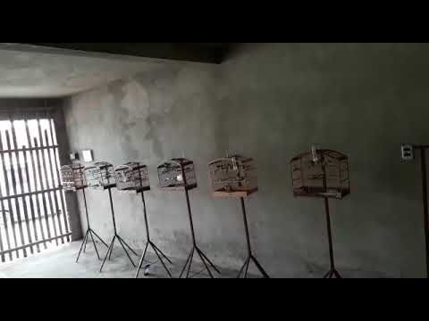 Esquerto Papa Capim x Coleiro