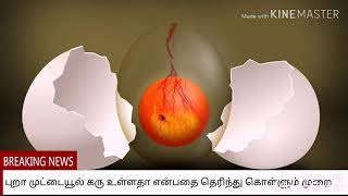 புறா முட்டையில் கரு உள்ளதா என்பதை தெரிந்து கொள்ளும் முறை. Tips to check pigeon egg fertility