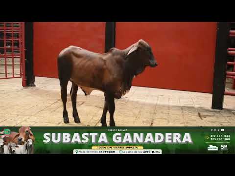 Lote 07 Subasta 9 de Enero de 2026