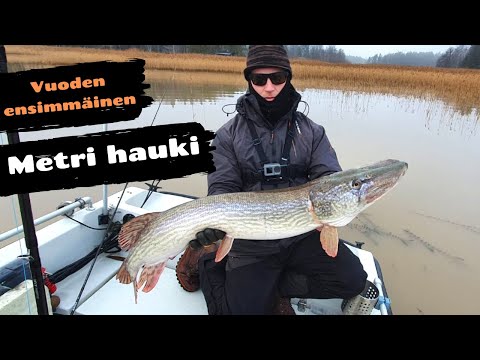 Metri hauki jääkylmästä vedestä [ Hauen heittokalastusta merellä tammikuussa ]