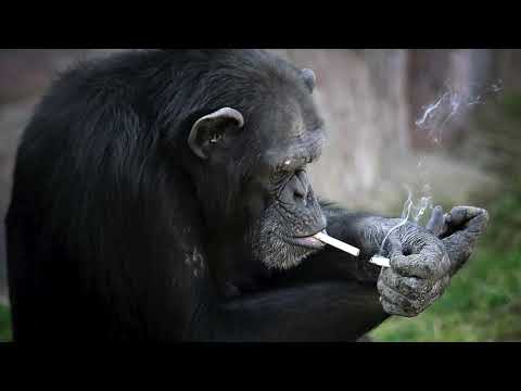 MENTAL HEALTH Feat. Term K (Palmer Squares Remix)