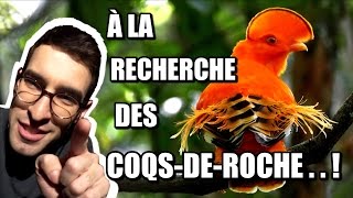 À LA RECHERCHE DES COQS-DE-ROCHE ! - Max Bird Safari #1