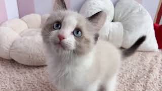 ラグドールの動画01