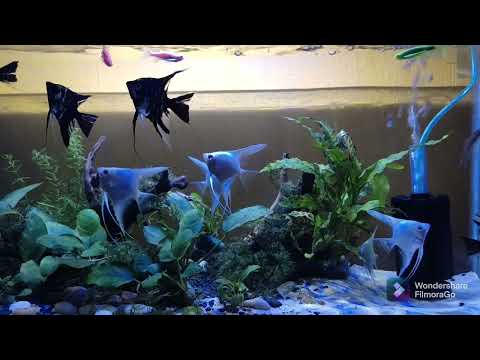 Angelfish in planted Aquarium