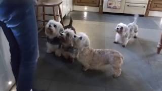 Dandies love carrots