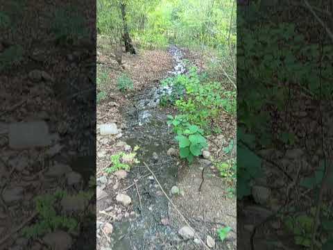manjol en el balneario el pozo hatonuevo la guajira