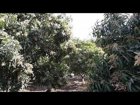Mango Blossoms in Full Bloom