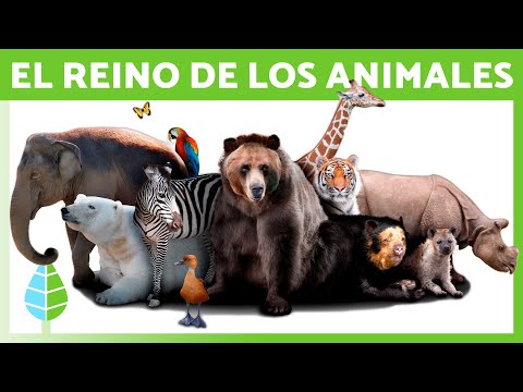 REINO ANIMALIA 🐻 (Definición, Características y Clasificación)