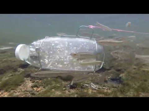 Minnow Trapping