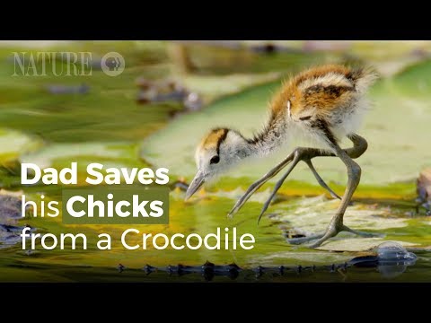 お父さん鳥、ワニから子供を守る！　（Jacana Dad Rescues his Chicks from a Crocodile）
