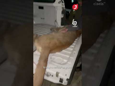 Retiraron un puma del quincho de una casa