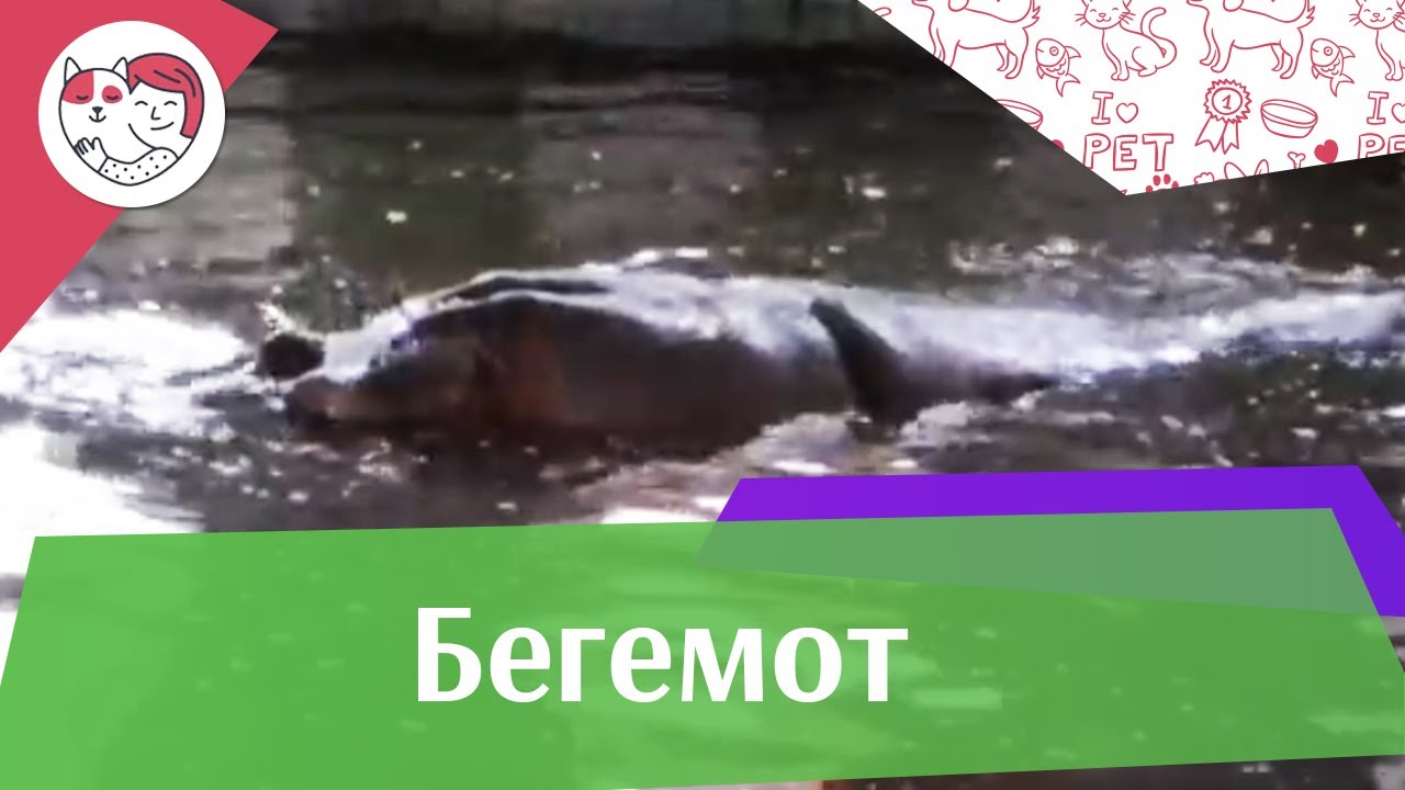 Бегемот Поведение на ilikepet