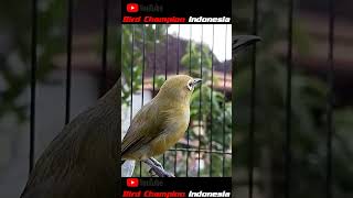 Download lagu Beautiful sound of white-eyed birds || singing nightingale mp3