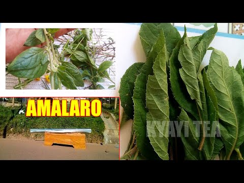 Okulima Ebijja Kiyamba ki Omuntu Okuloota Abafu