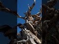 Meet Methuselah The 4 800 Year Old Tree 2024 07 24