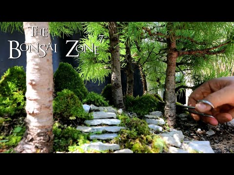 Zooming Through Life and Death, The Bonsai Zone, June 2020