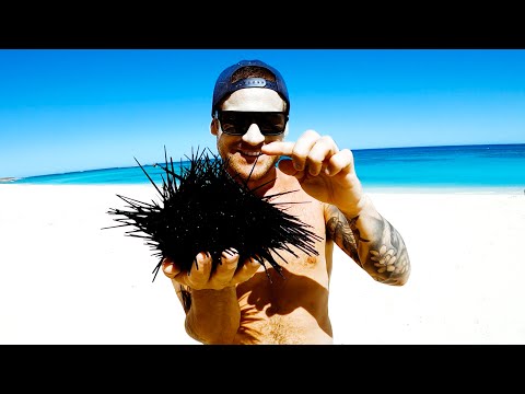 GIANT SEA URCHIN Catch And Cook - Ep 149