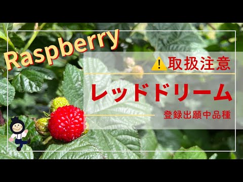 下のブラックベリー、レッドヤマウズラ 植物