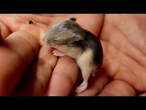 Hamster babies growing from 0 to 15 days 🐹