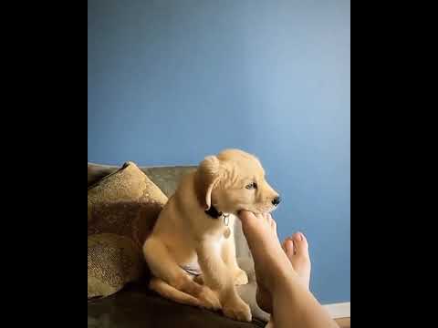 cute dogs / animals / cute pets /