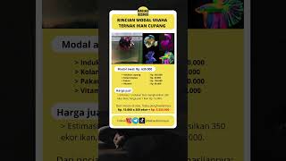 Download lagu Rincian modal usaha ternak ikan cupang mp3