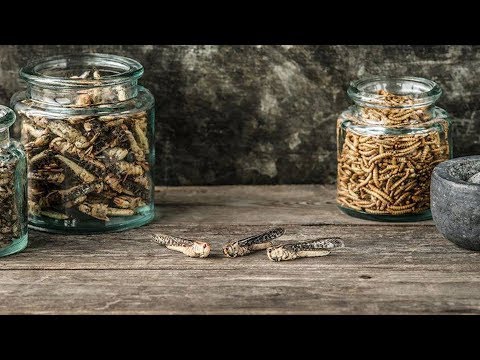 Burgers Made of Mealworms Head to Supermarket Aisles