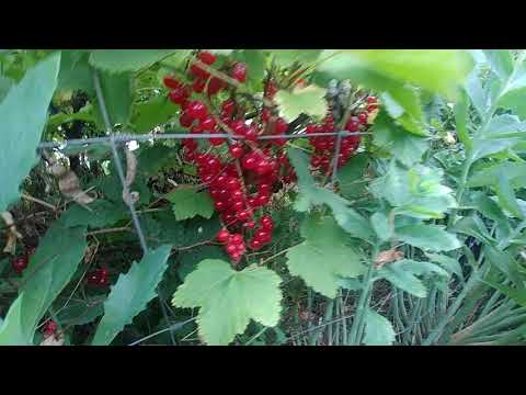Harvesting Redcurrant.