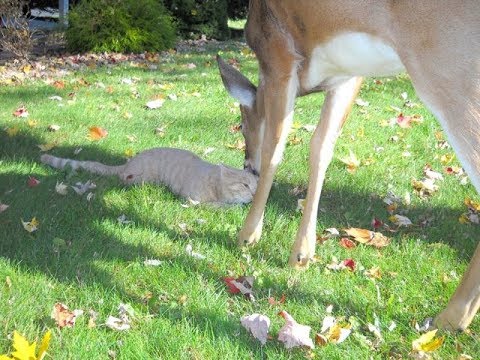 Cute Deer Visits a Cat Outside in the Yard Every Morning