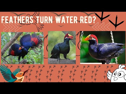 El color del turaco violeta no es un truco: ¡es ciencia real!