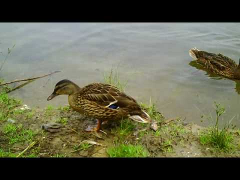 , title : 'Enten und ein Bläßhuhn'