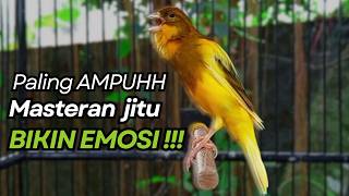 Download lagu KENARI GACOR Cuit CUIT BIRAHI UNTUK PANCINGAN & MASTERAN Kenari PAUD AGAR BUNYI mp3