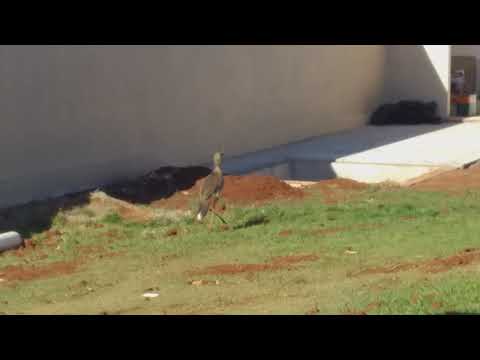 Seriema -  Seriemas - casal de seriemas