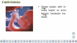 Eğitim Vadisi 11.Sınıf Biyoloji 19.Föy İnsanda Büyüme ve Gelişme 2 Konu Anlatım Videoları