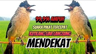 Download lagu Suara Burung Kutilang Gacor Memanggil Teman,Sangat AMPUH Untk Pikat Burung Kutilang Liar mp3 Download lagu Suara Burung Kutilang Gacor Memanggil Teman,Sangat AMPUH Untk Pikat Burung Kutilang Liar mp3