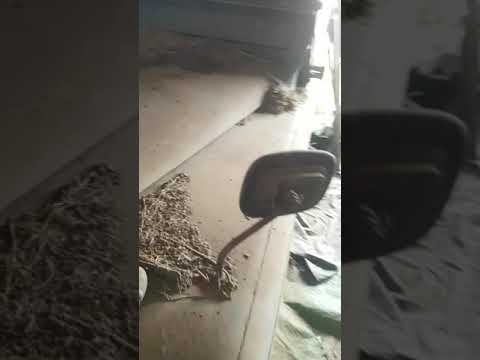 Barn Find series 2 land rover been in barn 33yrs