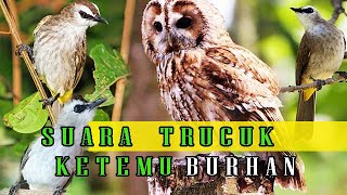 Download lagu Suara trucuk ketemu burhan si burung hantu predator,suara trucuk ketakutan mp3