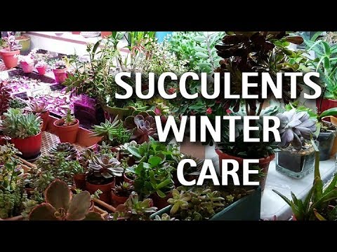 download lagu mp3 mp4 How To Take Care Of Succulent Plants In The Winter, download lagu How To Take Care Of Succulent Plants In The Winter gratis, unduh video klip How To Take Care Of Succulent Plants In The Winter