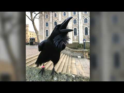 Signs of The End & Lost Raven Queen