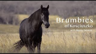 Brumbies of Kosciuszko 